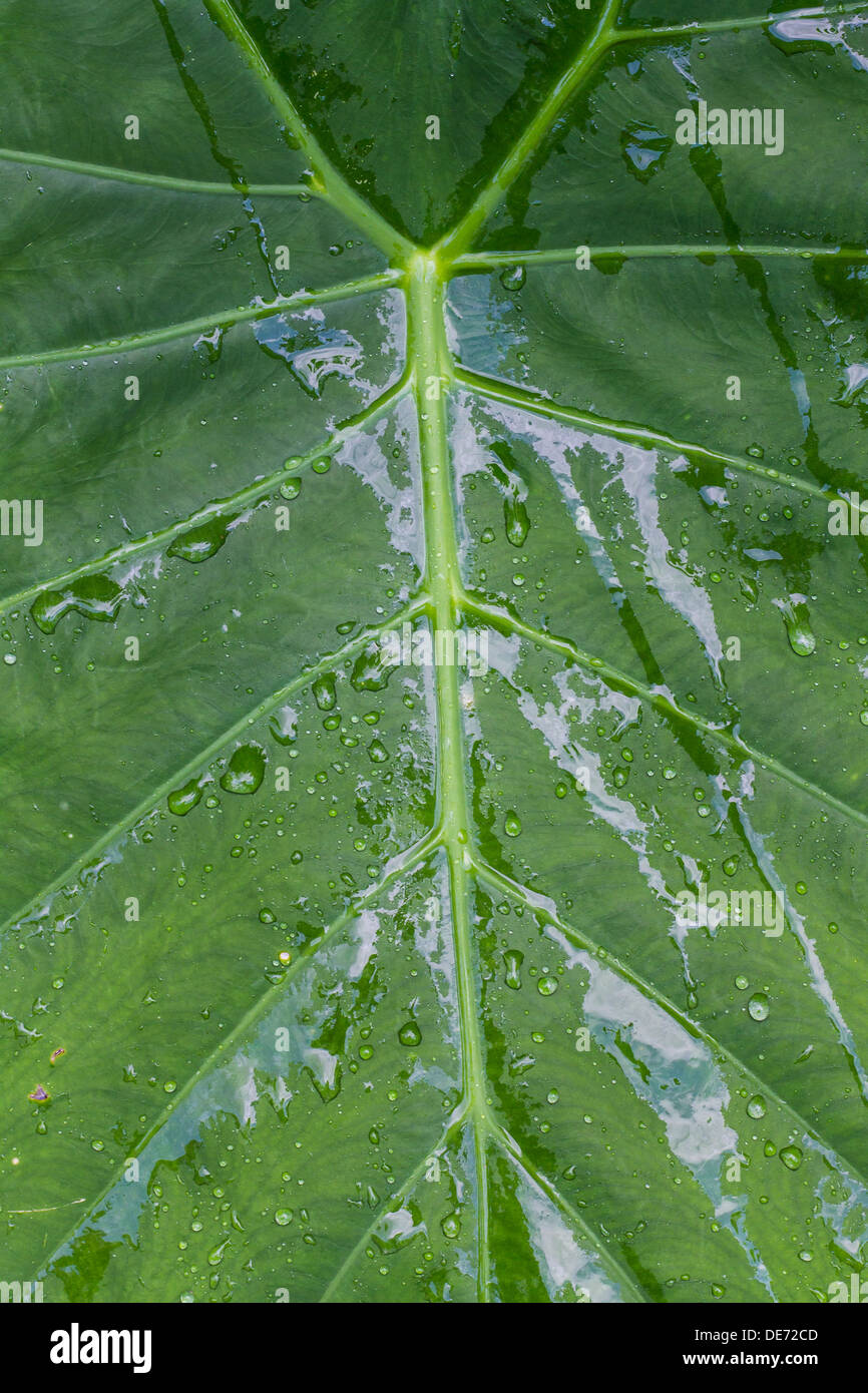 Close up of rain on a leaf hi-res stock photography and images - Alamy