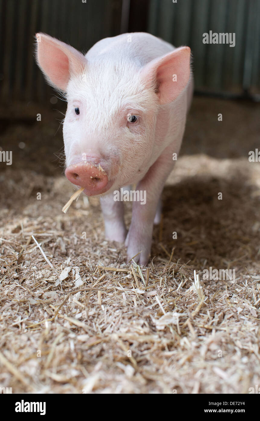 Piglet Stock Photo