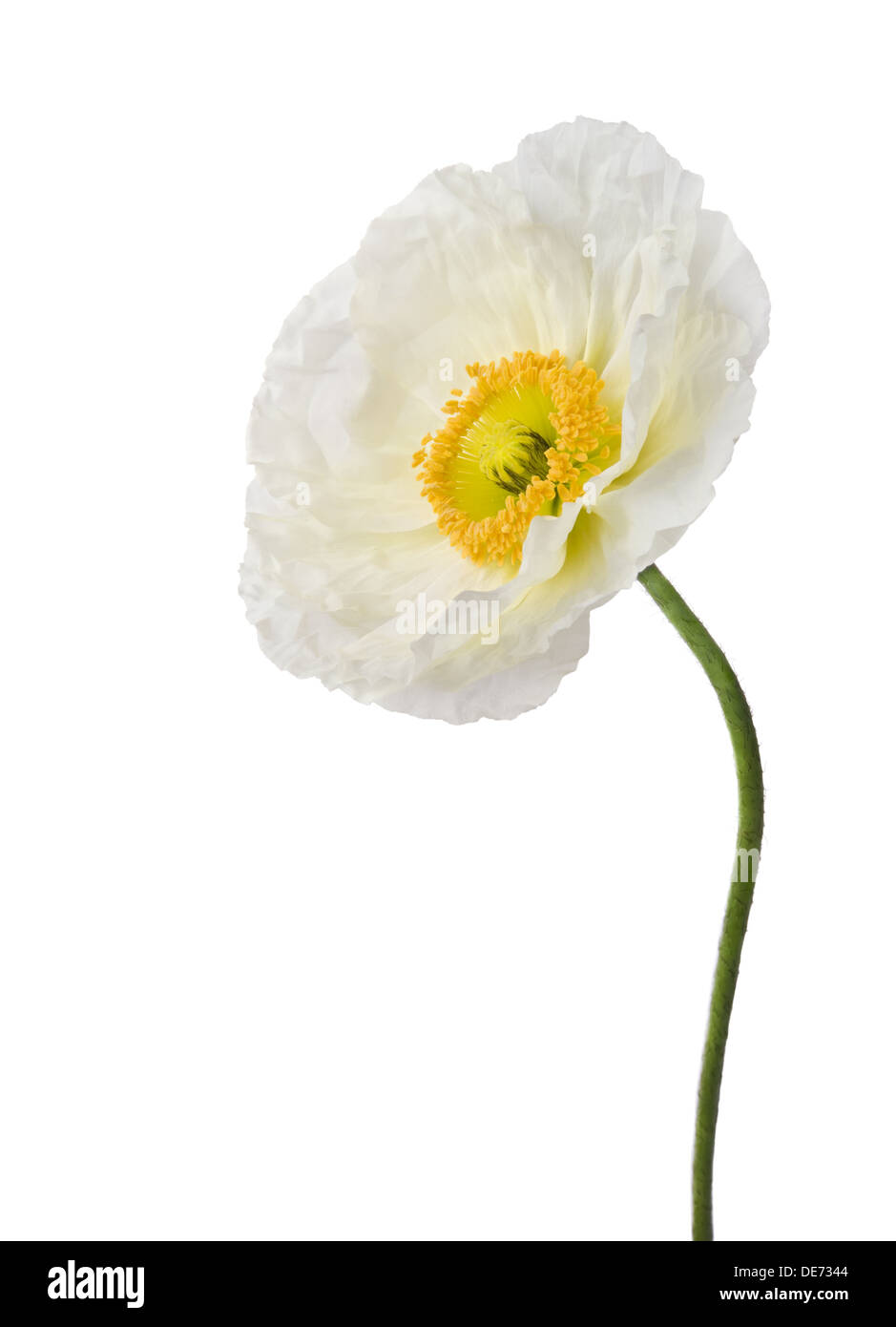 Single white poppy isolated on white background Stock Photo