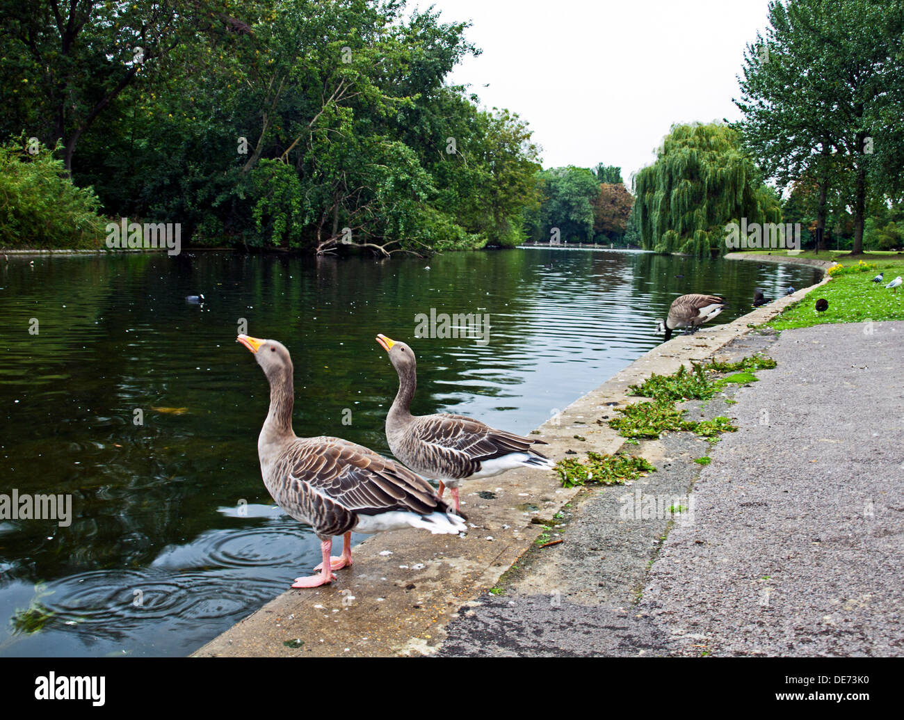 Ducks in Regent's Park, London, England, United Kingdom Stock Photo