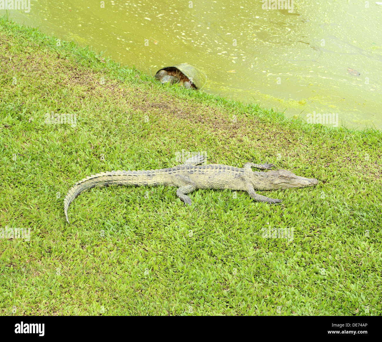 Crocodile resting on the grass near the pond with turtle Stock Photo