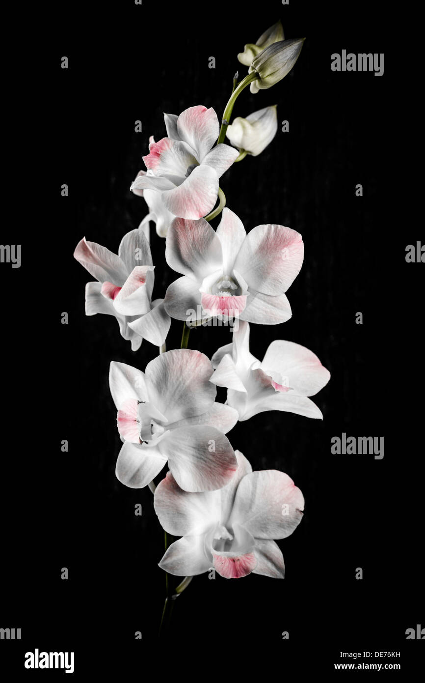 Pink and white orchid flowers on black background Stock Photo