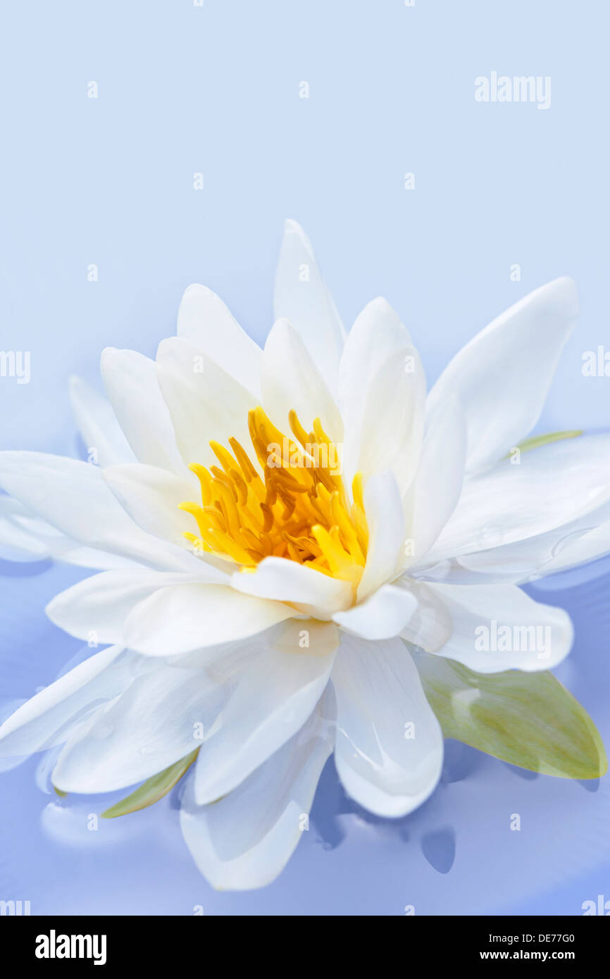 White lotus flower or water lily floating Stock Photo