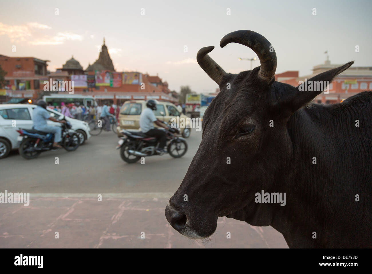 India, Rajasthan, Jaipur, cow watching rush hour traffic Stock Photo