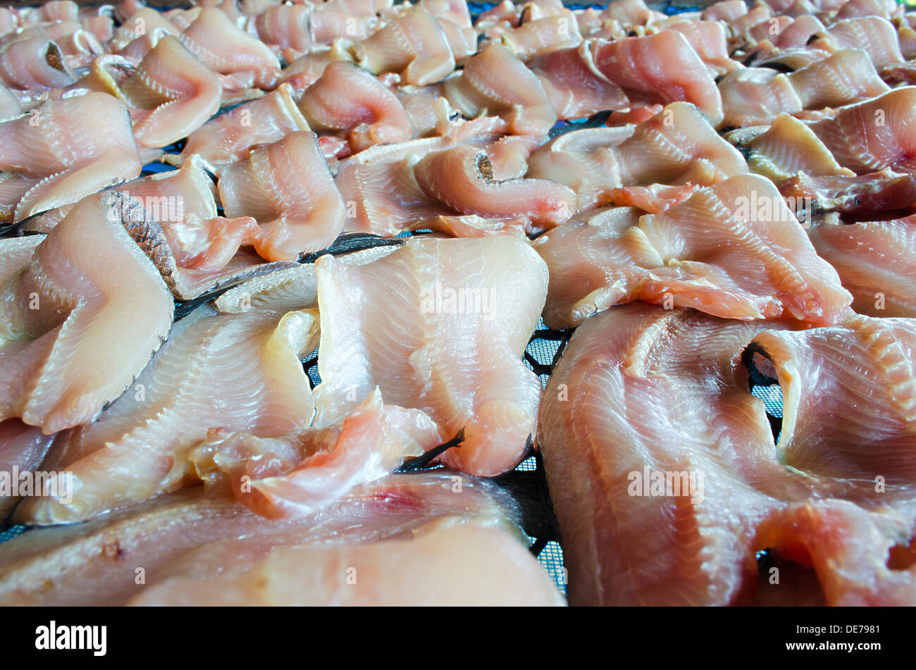 The Preserving Dried Snake-head Fish with Sun. Stock Photo