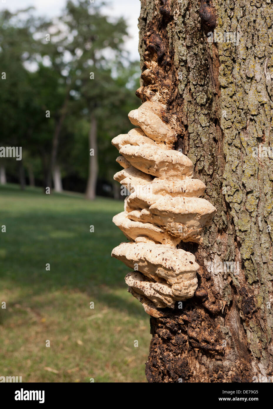 Bracket fungi, aka shelf fungi, growing on maple tree trunk (bracket fungus, shelf fungus) - USA Stock Photo