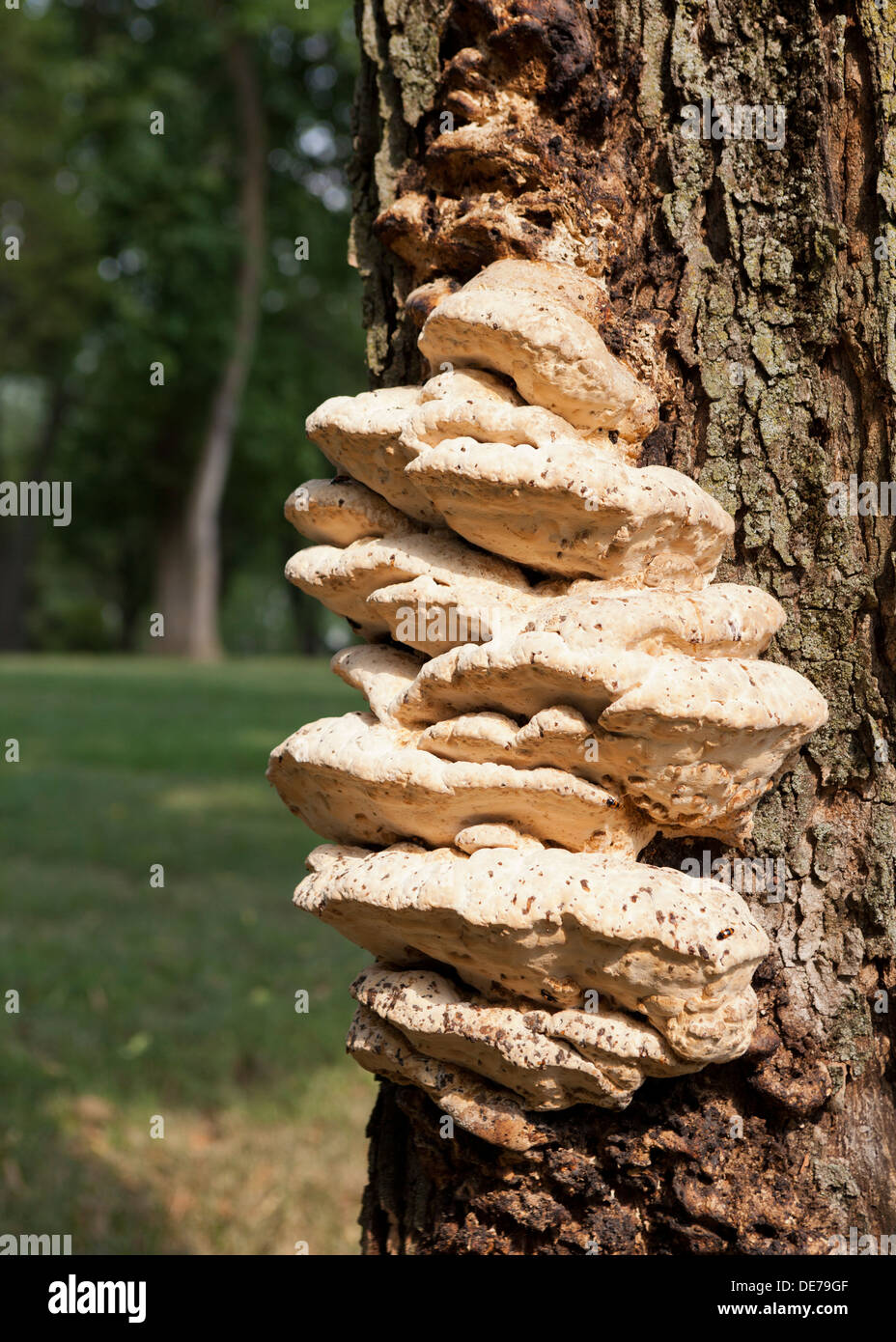 Bracket fungi, aka shelf fungi, growing on maple tree trunk (bracket fungus, shelf fungus) - USA Stock Photo