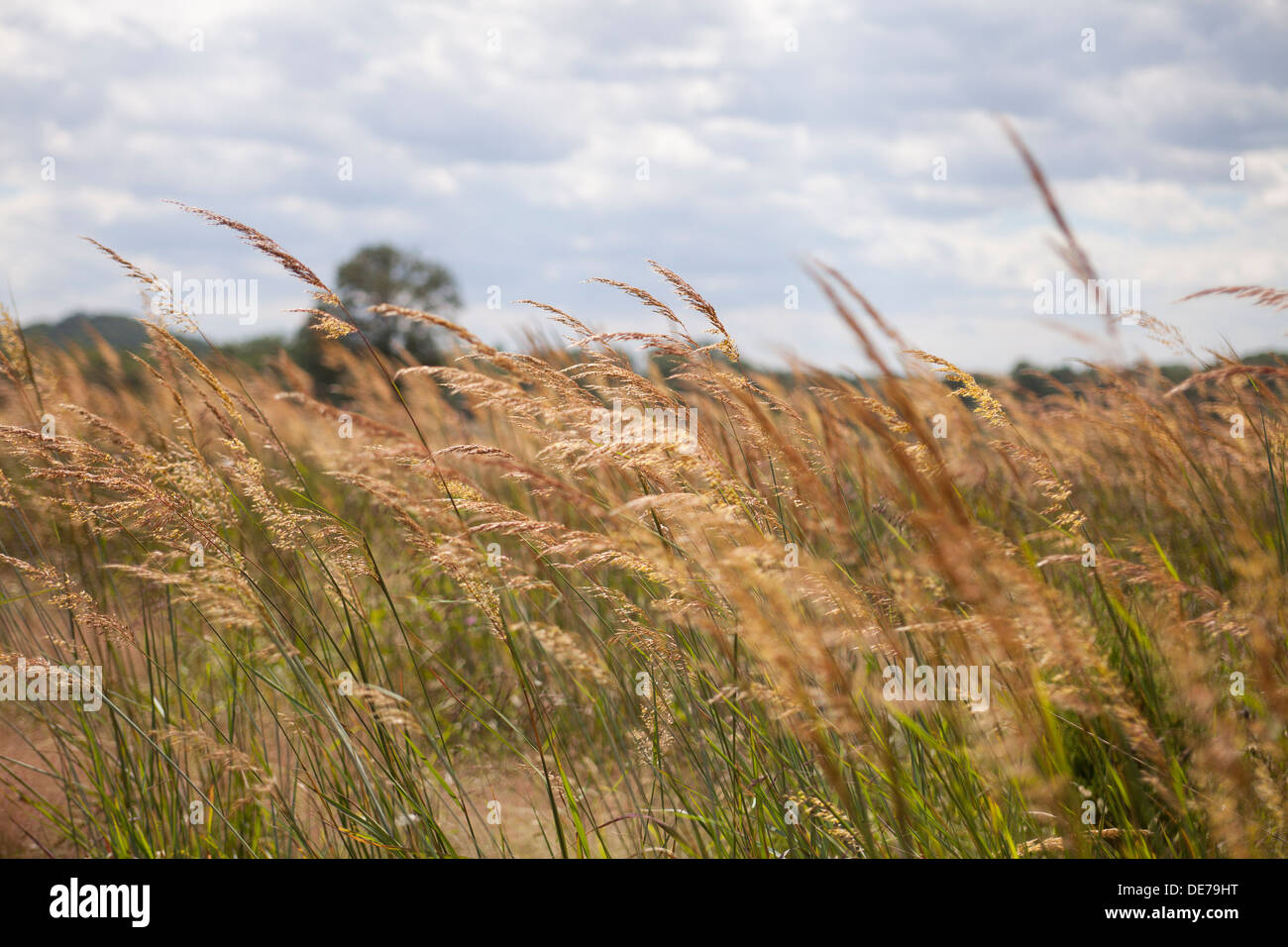 Dried wheat grass field Pennsylvania, USA Stock Photo Alamy