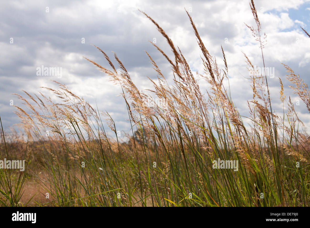 Dried wheat grass field Pennsylvania, USA Stock Photo Alamy