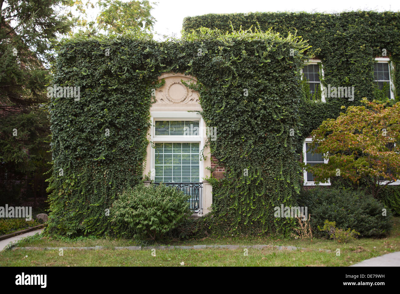 House exterior covered in vine - USA Stock Photo