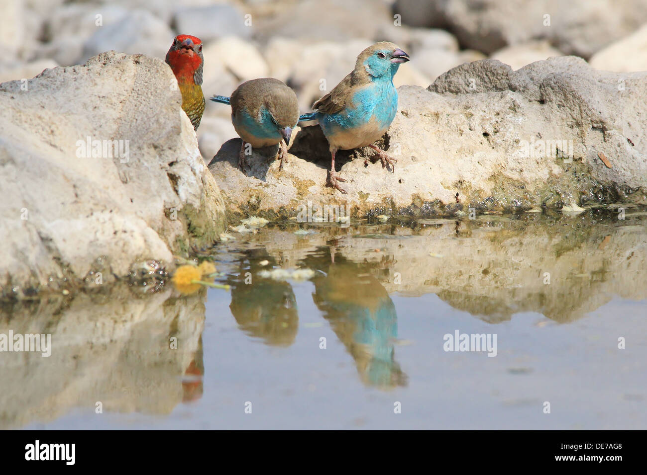 Blue Waxbill - Wild Bird Background from Africa - Beauty of Color and Pristine plumage Stock Photo