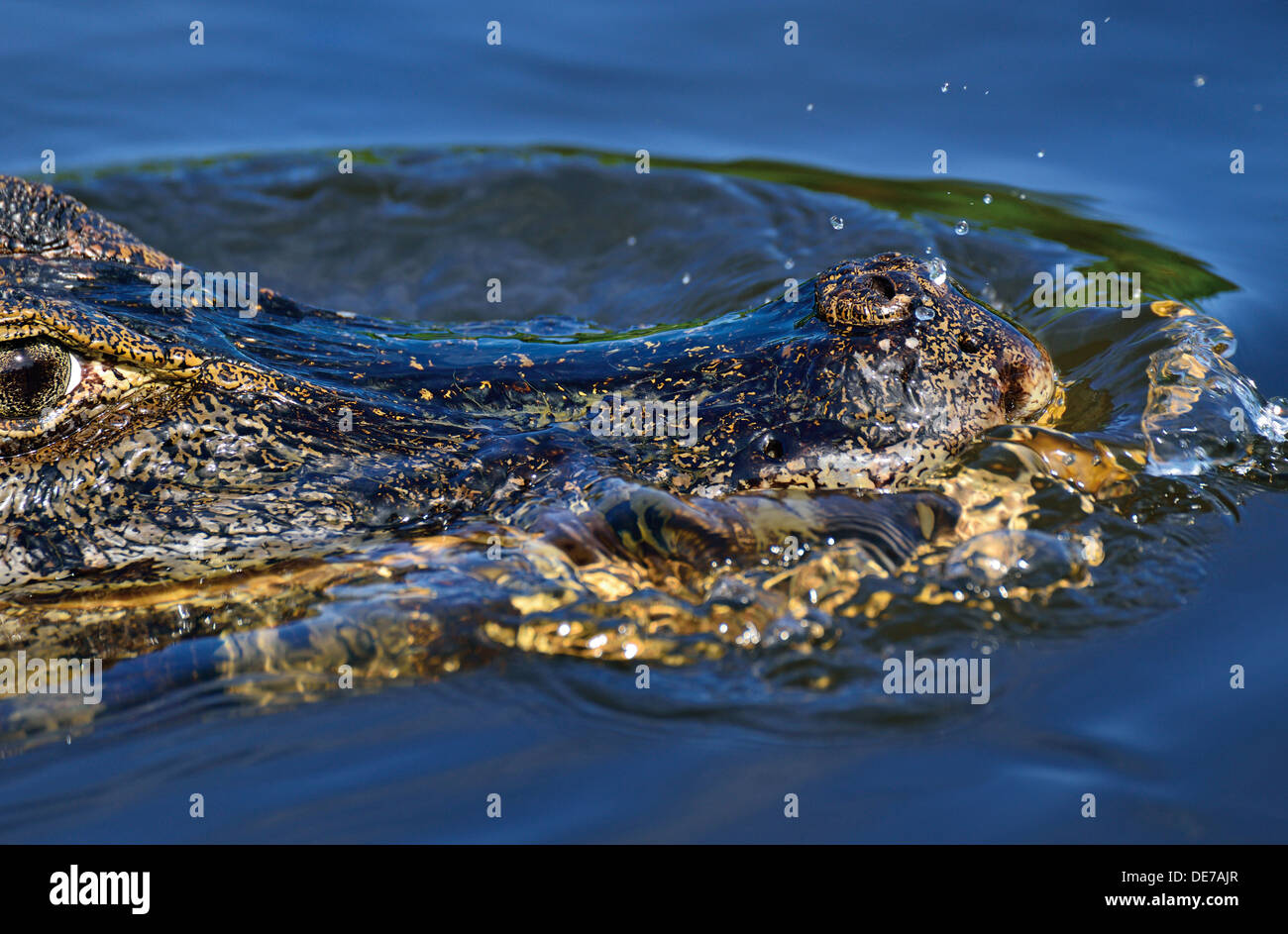 Brazil, Pantanal: Head of a yacare caiman (Caiman yacare) in the water Stock Photo