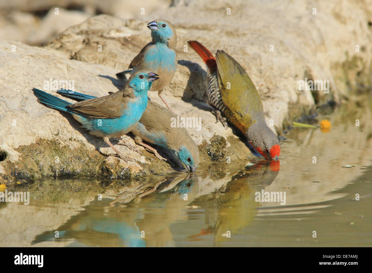 Blue Waxbill - Wild Bird Background from Africa - Beauty of Color and Pristine plumage Stock Photo