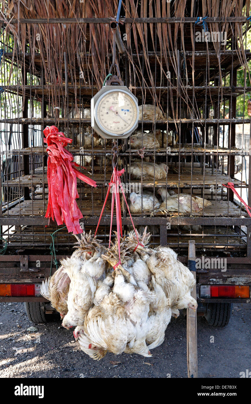 Selling live chickens hires stock photography and images Alamy