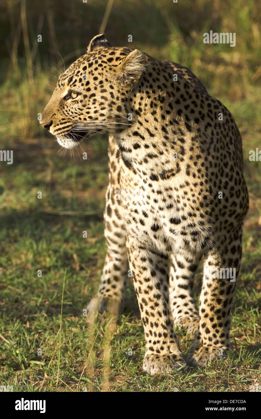 Leopard, Panthera pardus, Masai Mara, Kenya, East Africa Stock Photo