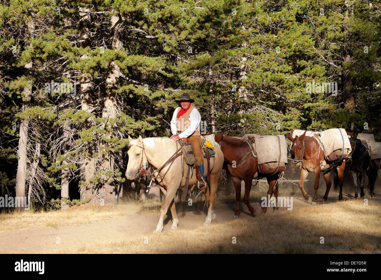 Mule packer hires stock photography and images Alamy