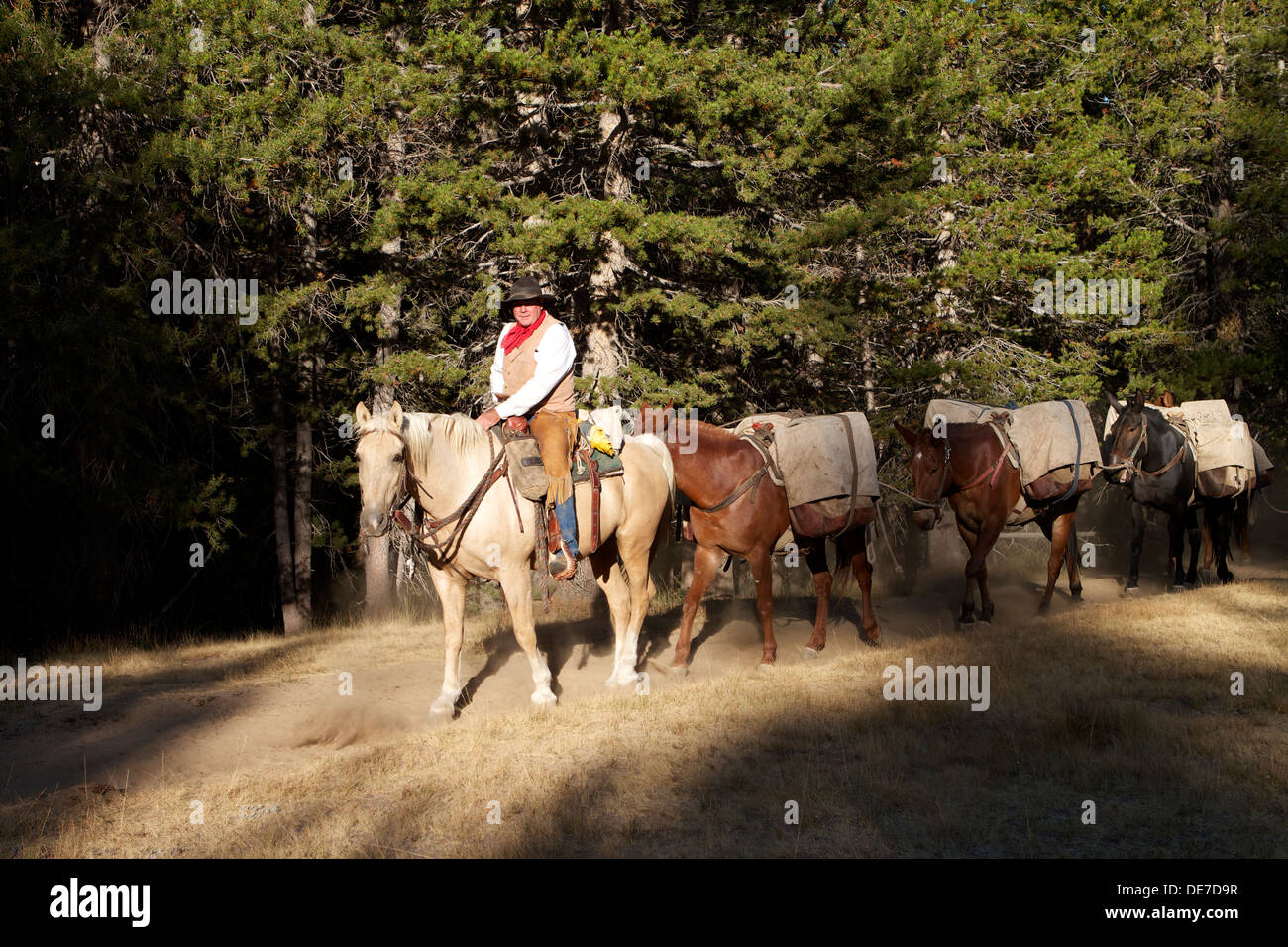 A professional guide a Pack mule train along a trail in Tuolumne