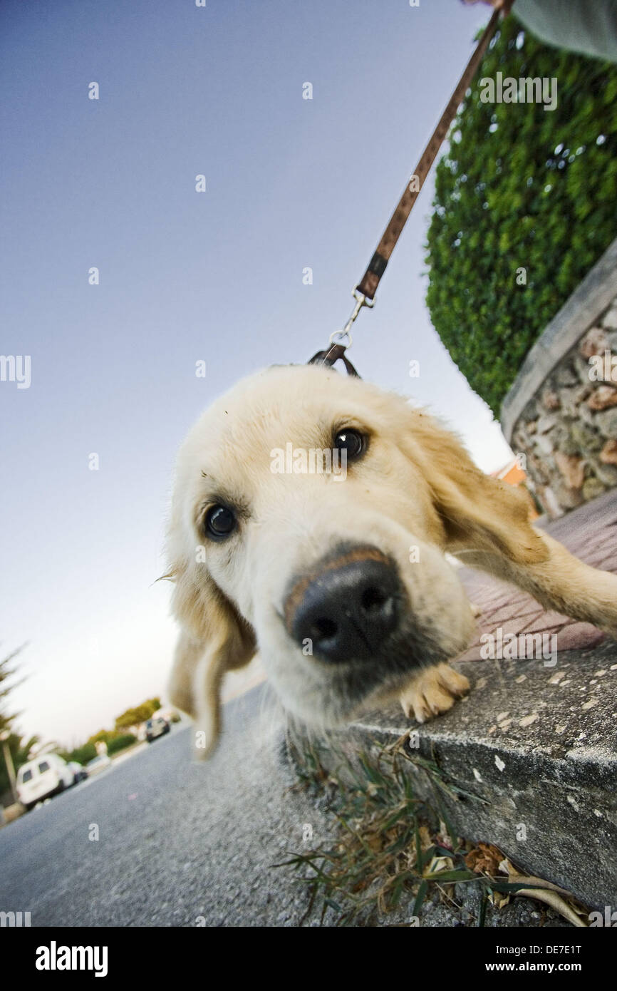 joven perro golden labrador estirando de la correa Stock Photo