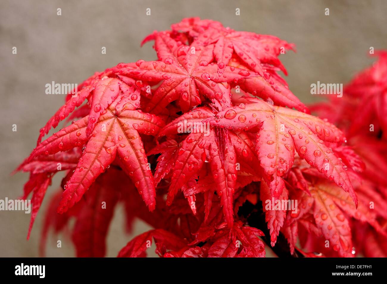 Acer palmatum red with drops of water on their leaves Stock Photo