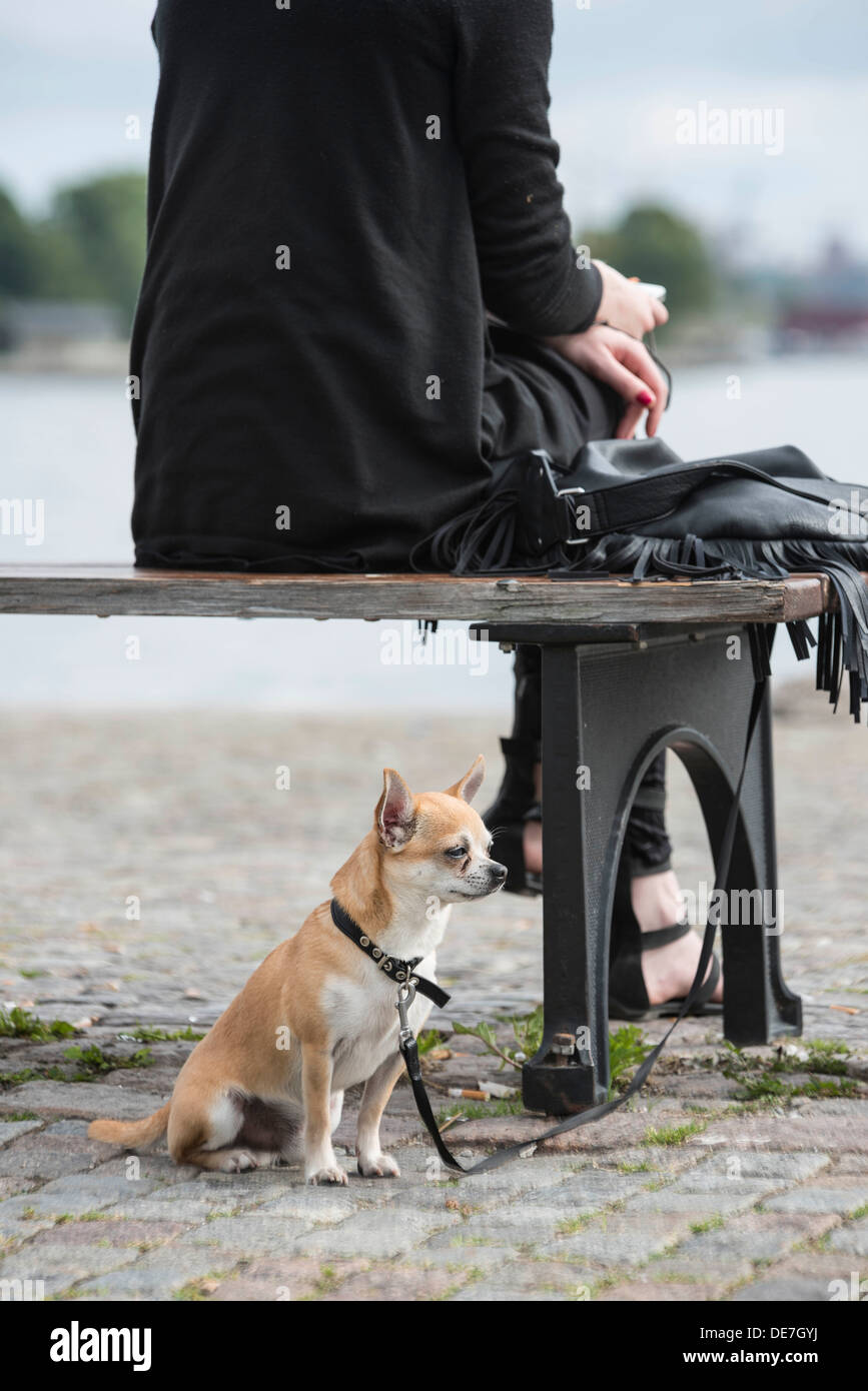A dog with its owner in Stockholm Stock Photo Alamy