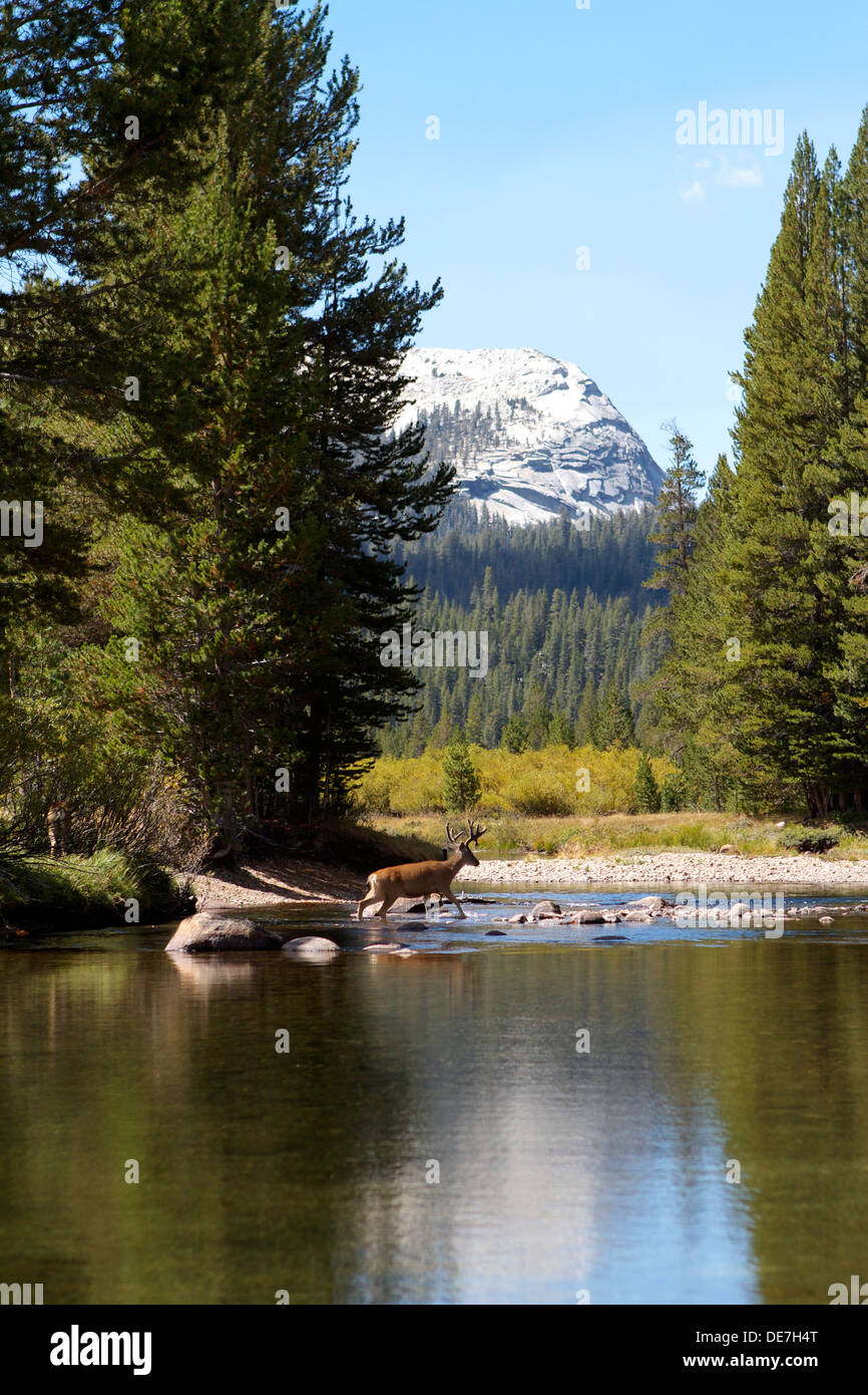 Wild Deer (buck) Crossing the Tuolumne river in Tuolumne Meadows