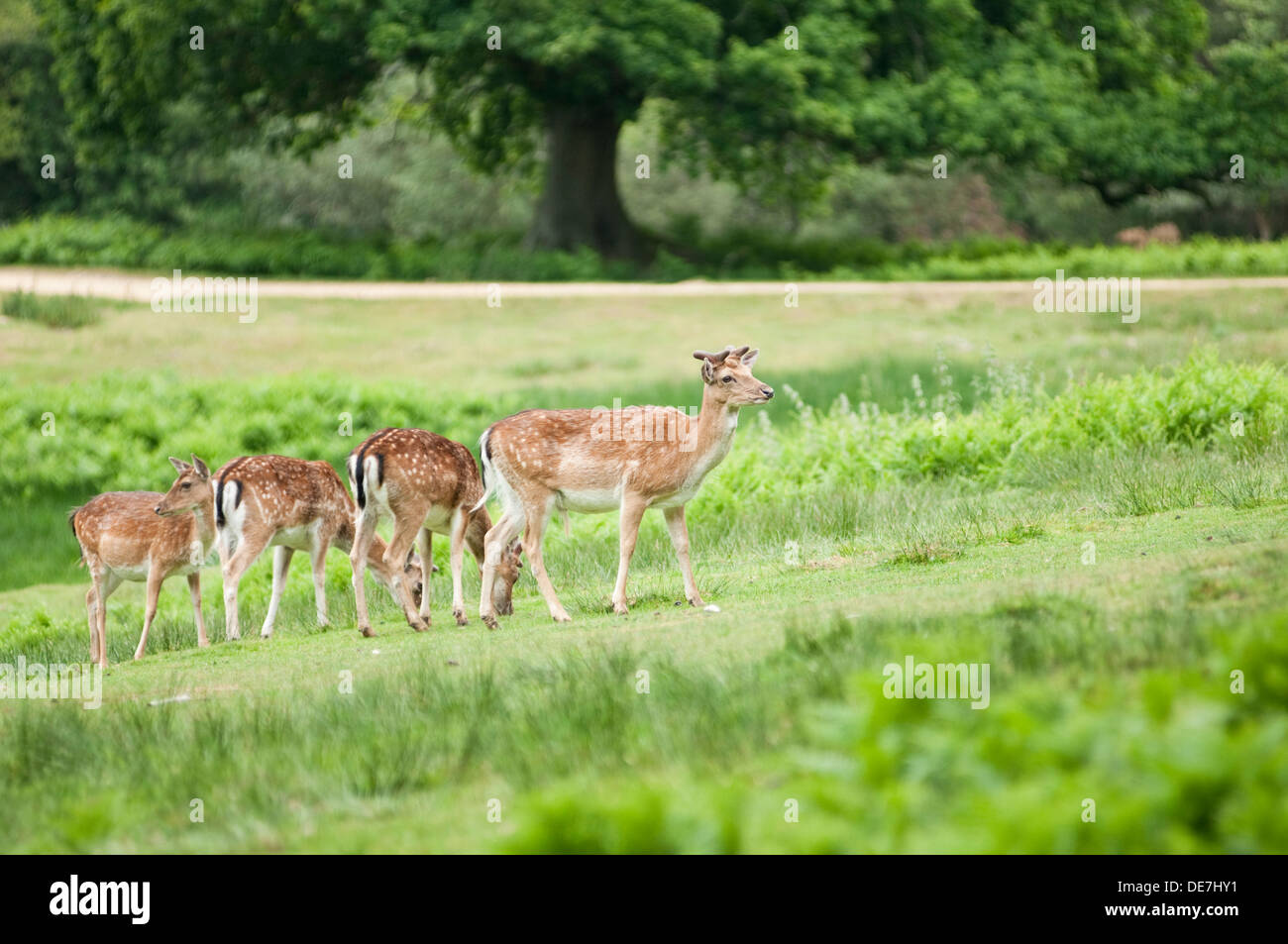 Image shows four wild Deer grazing in an open part of The New Forest