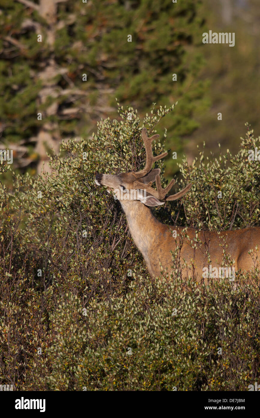 Deer Eating Leaves High Resolution Stock Photography and Images - Alamy