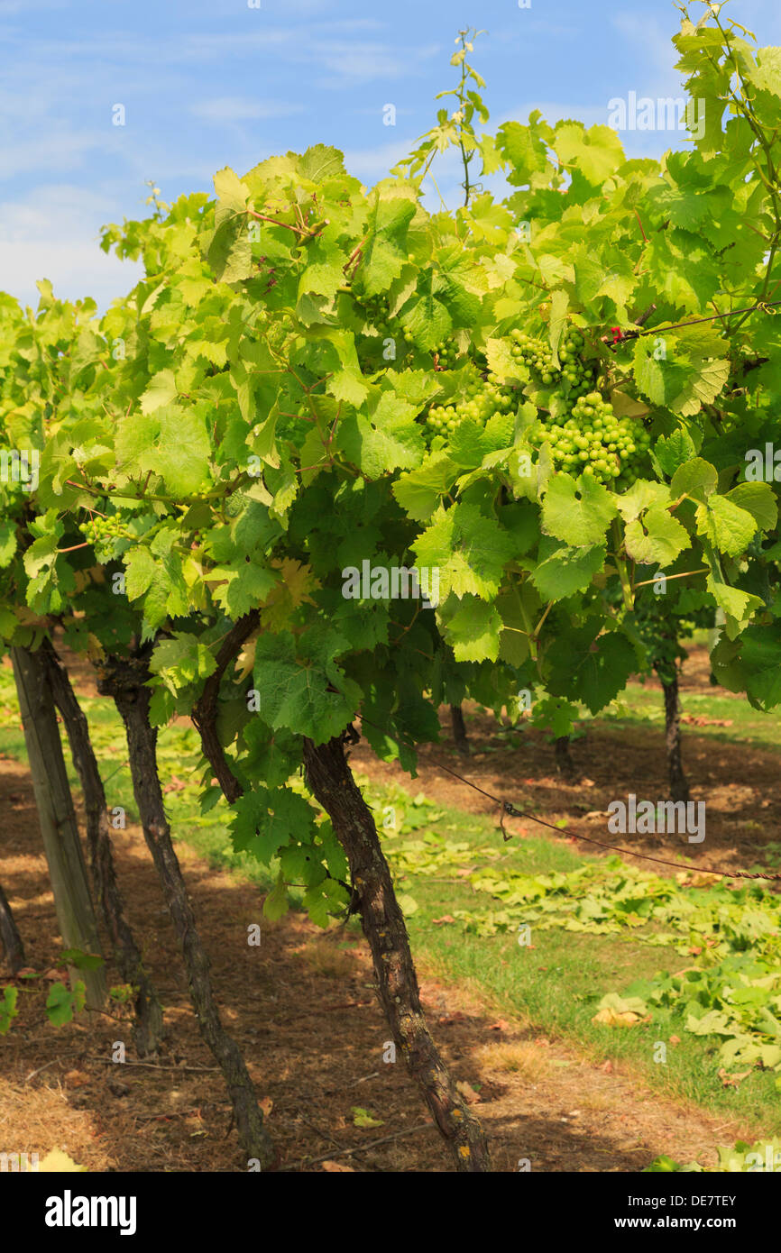 Rows of vines with ripening bunches of white grapes growing on a