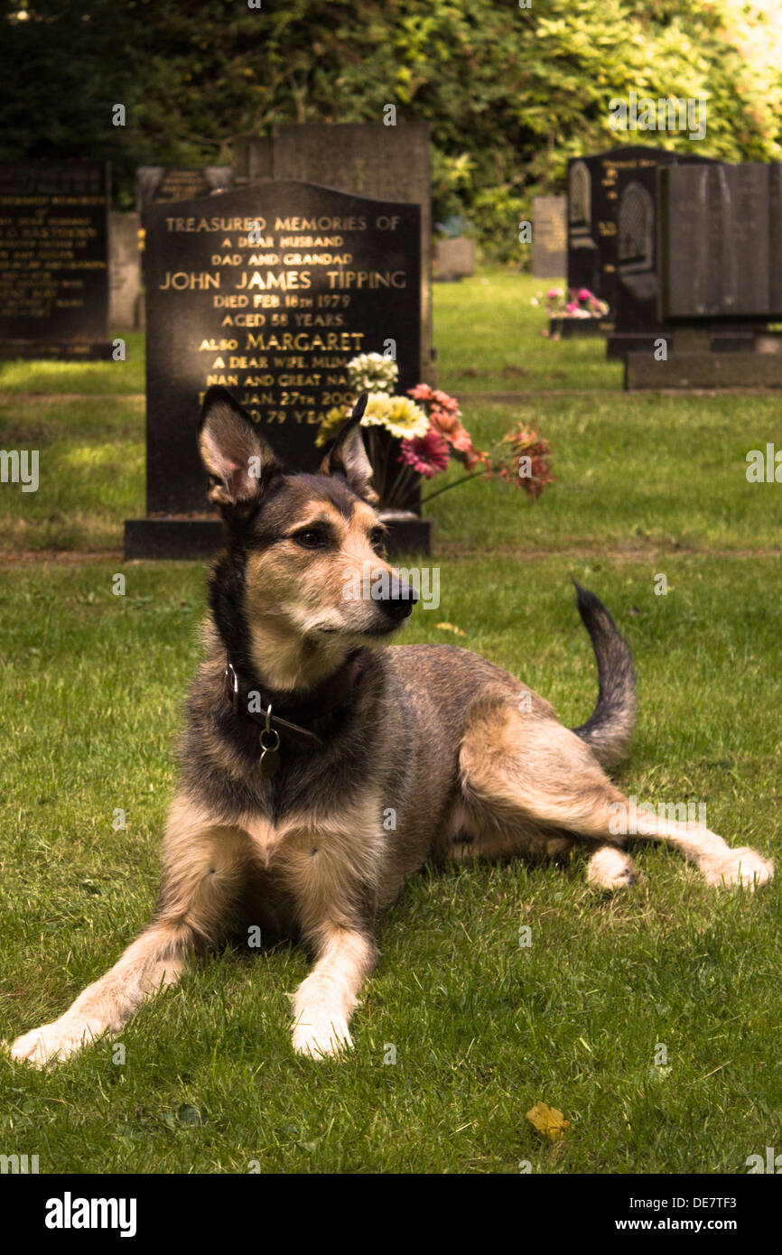 Sad dog mourning Stock Photo