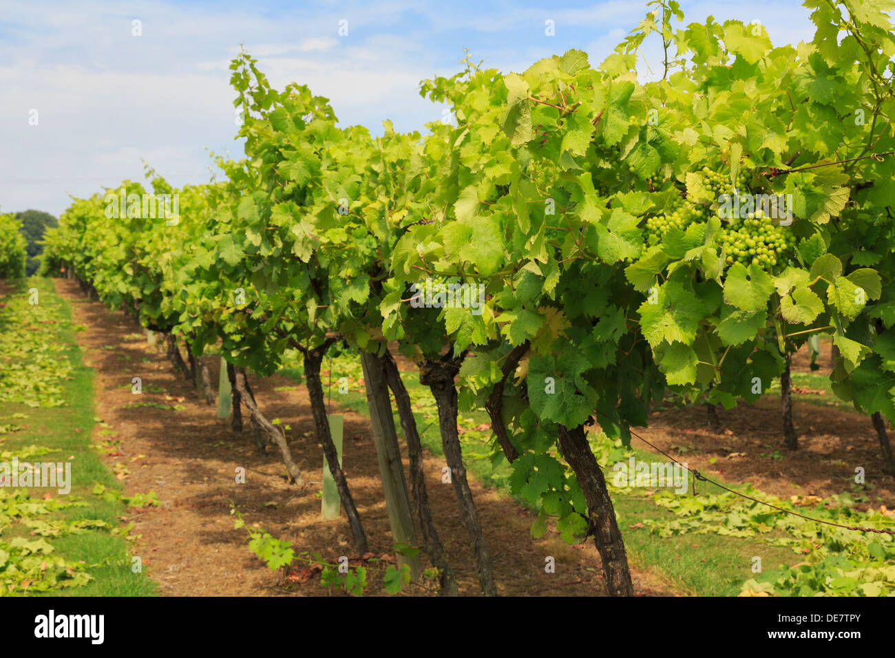 Rows of vines with ripening bunches of white grapes growing on a
