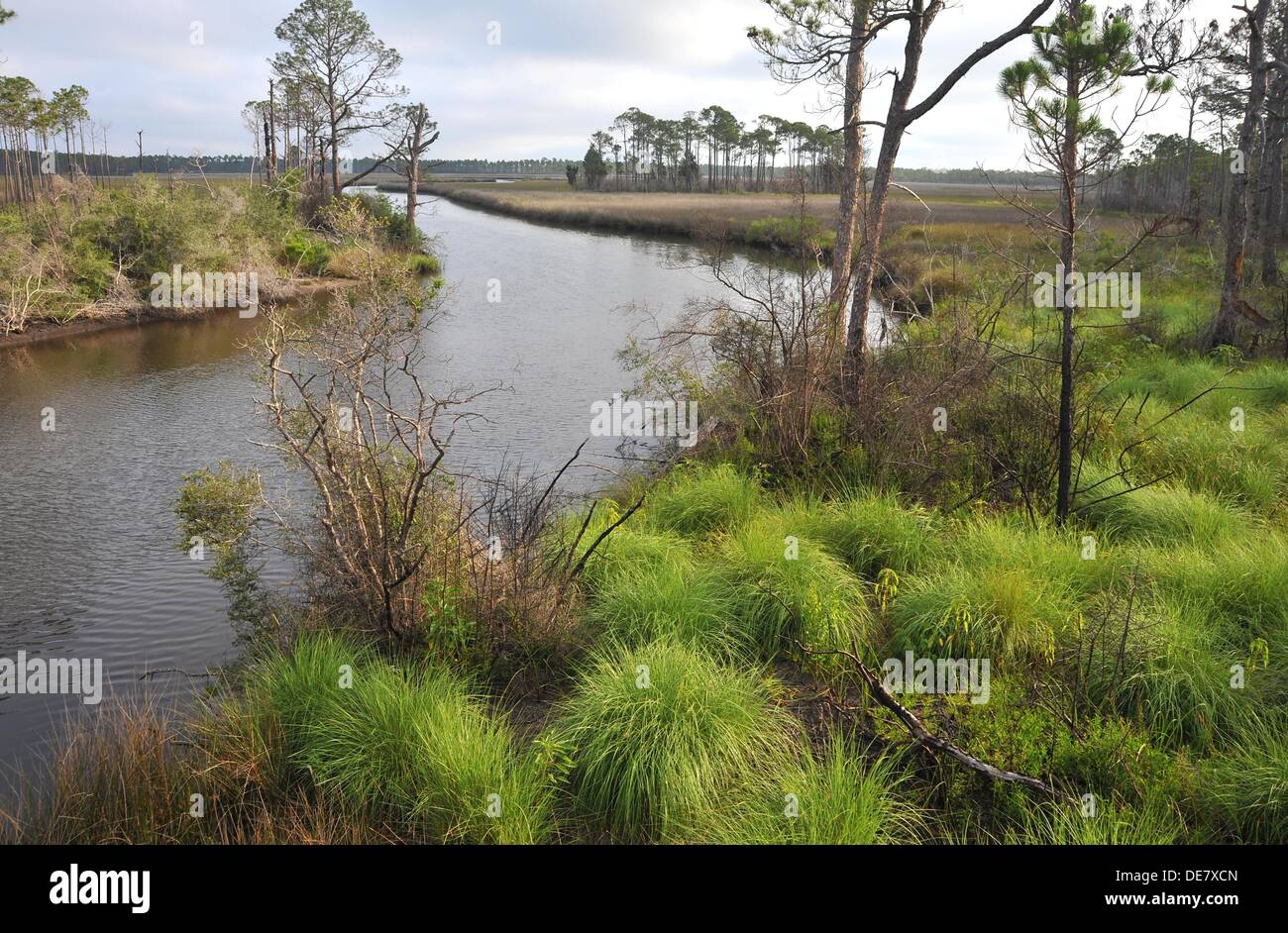 Seagrass at Bald Point State Park, Florida, USA Stock Photo Alamy
