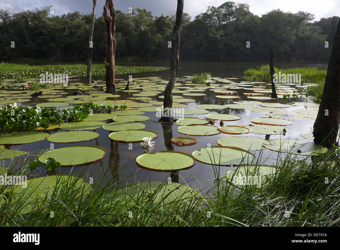 Victoria water lily pads, Victoria amazonica on a oxbow lake off the Rewa River, Rupununi, Guyana, South America Stock Photo