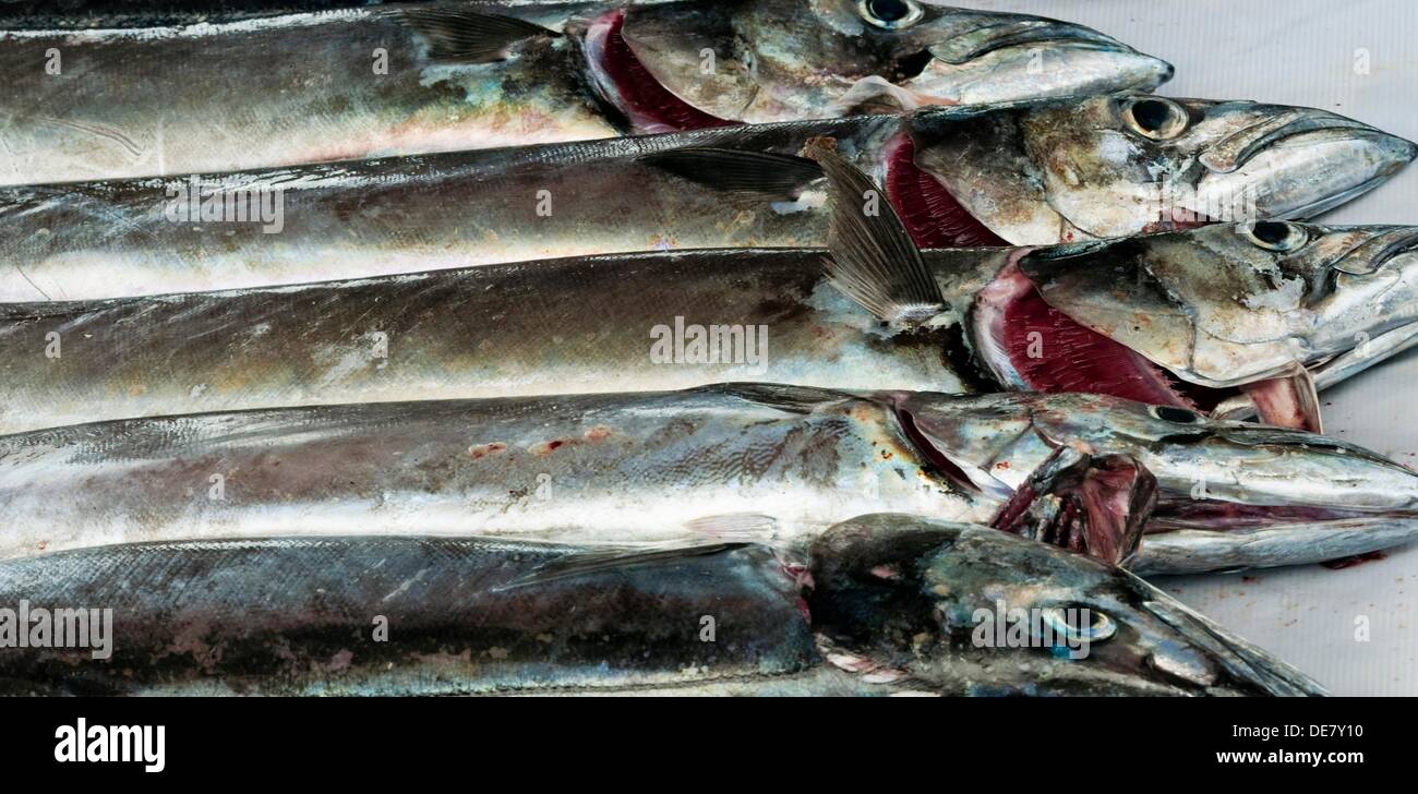 Fresh Fish Baracuda Snoek In The Fish Market At Kalk Bay Harbour Cape Town South Africa Stock Photo Alamy