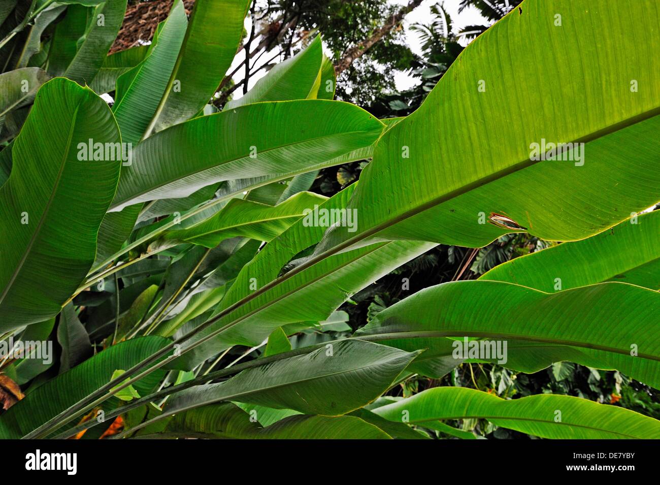 Banana trees hawaii hires stock photography and images Alamy