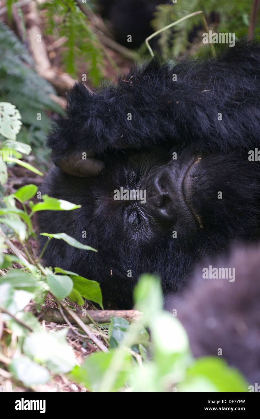 Female Gorilla morning siesta mother and babe Virunga volcanic rain forest mountains National Park Rwanda Endangered species Stock Photo