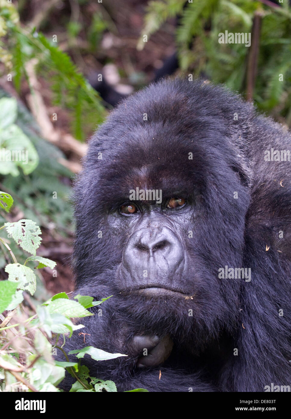 Silverback Gorilla pensive & watchful alpha male Virunga volcanic rain ...