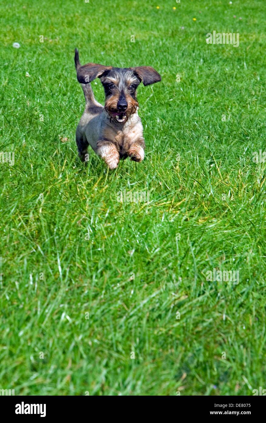 Dachshund Running Stock Photos Dachshund Running Stock Images