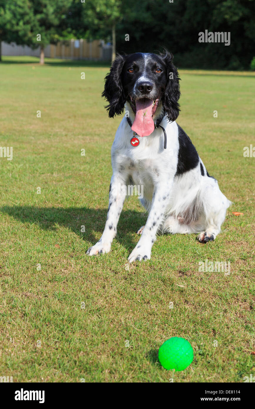 An adult purebred Black and White English Springer Spaniel dog sat in a park eager for someone to throw a ball. Dog waiting patiently. UK, Britain Stock Photo
