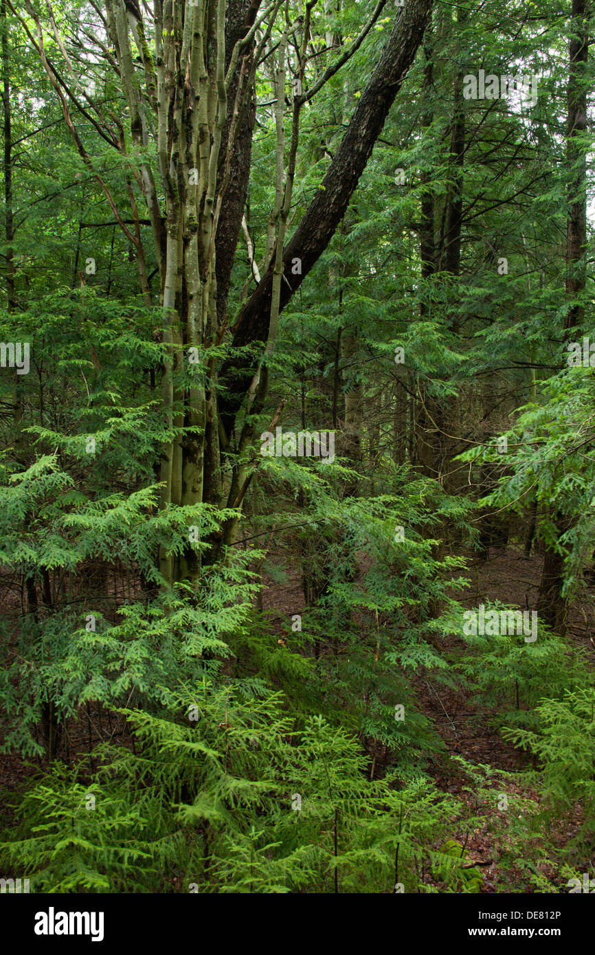 YOUNG FIR AND DECIDUOUS TREES IN TEMPERATE FOREST WEST VIRGINIA USA Stock Photo