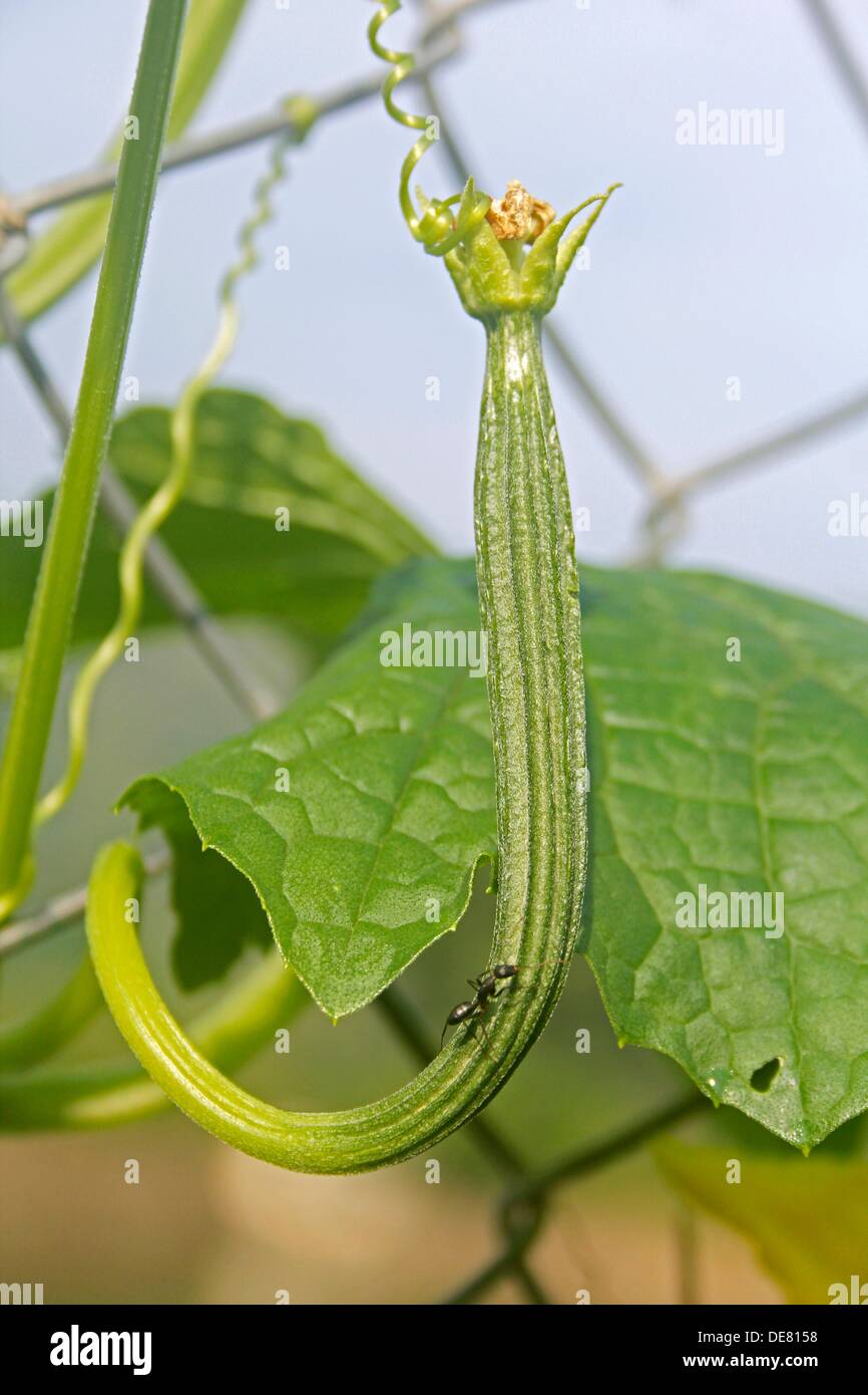 Luffa acutangula, Angled luffa, Ridged luffa, Vegetable Gourd on Plant