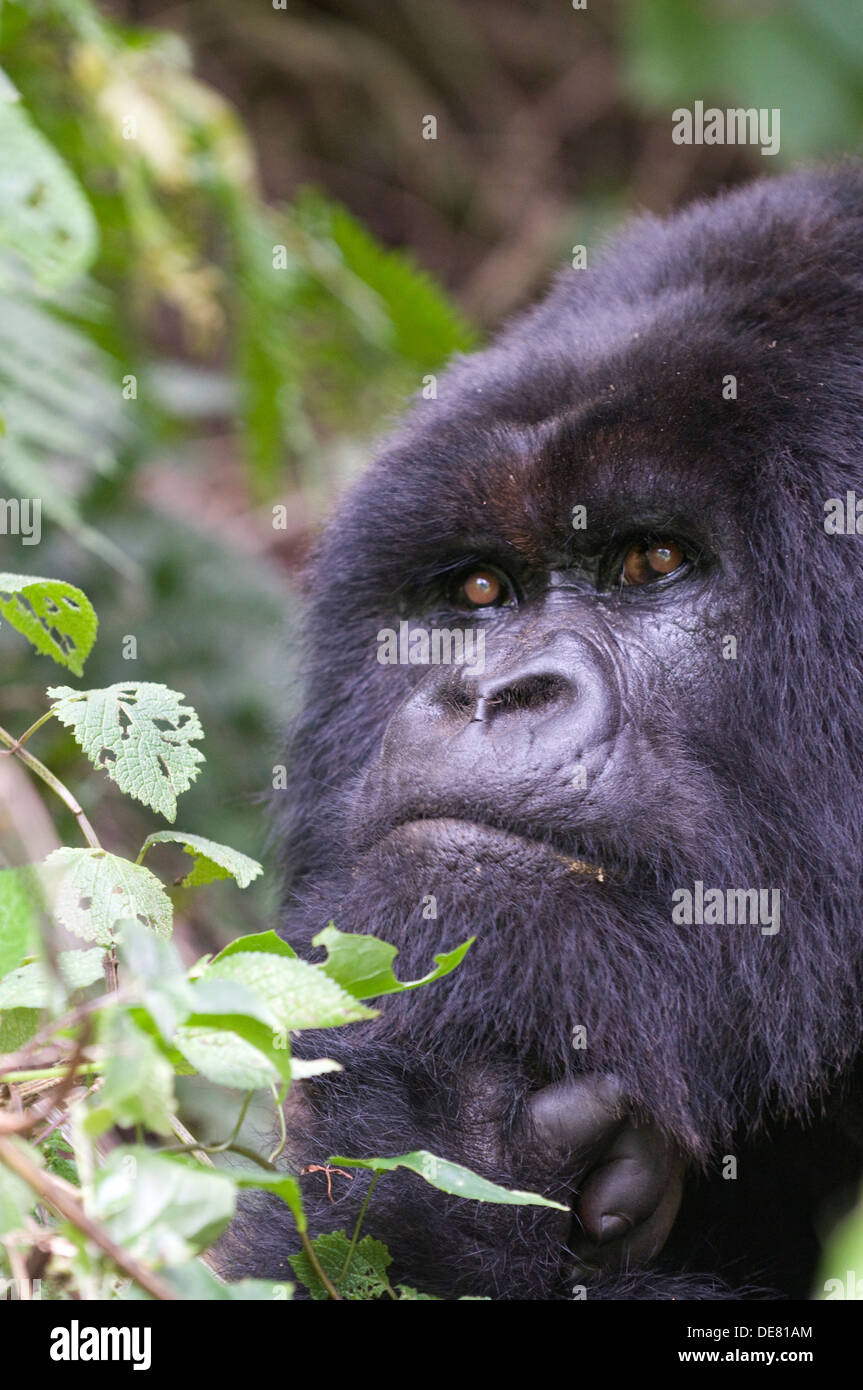 Silverback Gorilla pensive & watchful alpha male Virunga volcanic rain ...