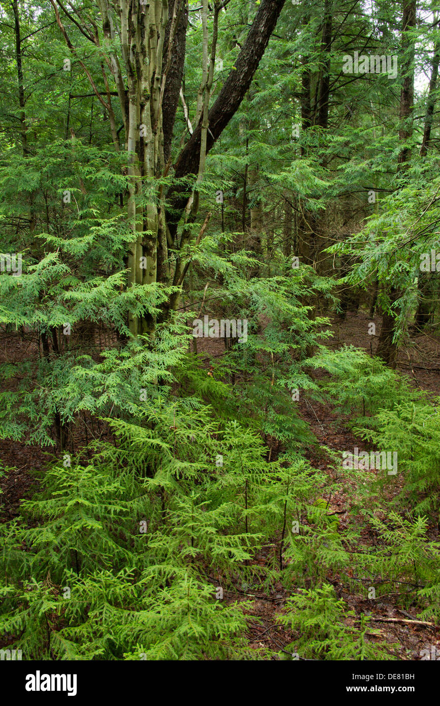 YOUNG FIR AND DECIDUOUS TREES IN TEMPERATE FOREST WEST VIRGINIA USA Stock Photo