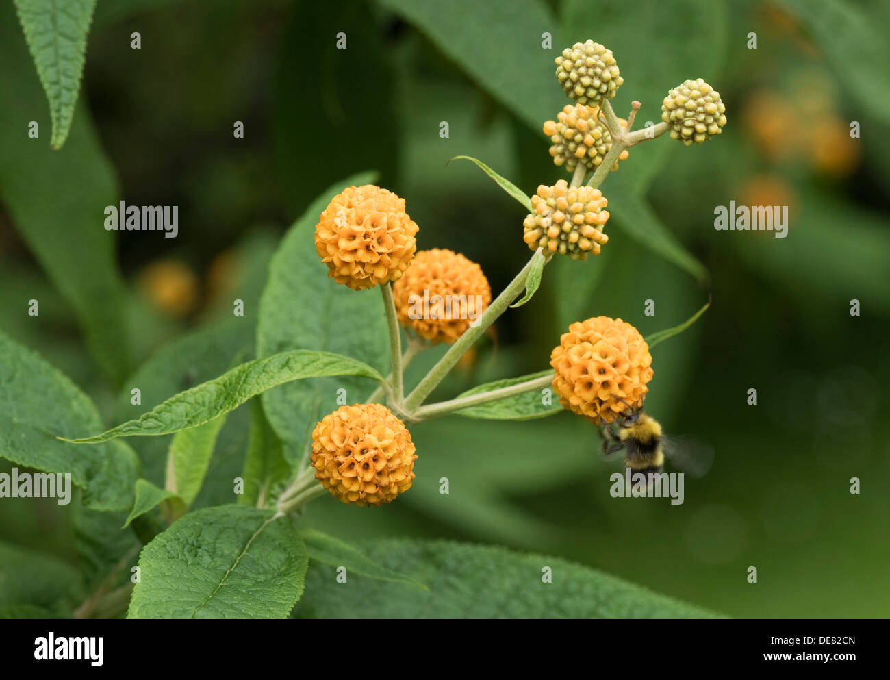 orange ball buddleja, Buddleja glabosa, large flowering shrub with bumblebees attending Stock Photo