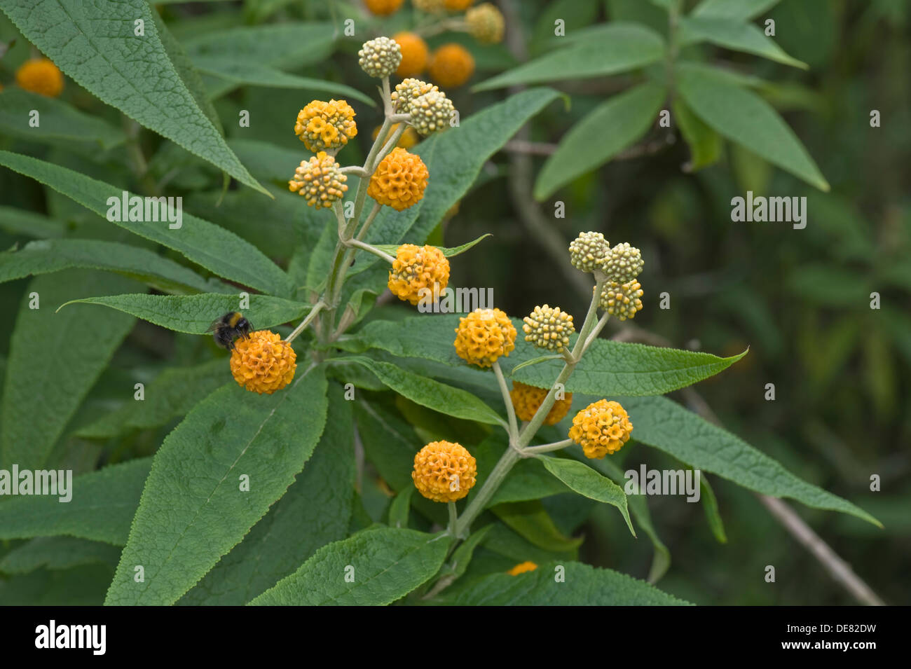 orange ball buddleja, Buddleja glabosa, large flowering shrub with bumblebees attending Stock Photo
