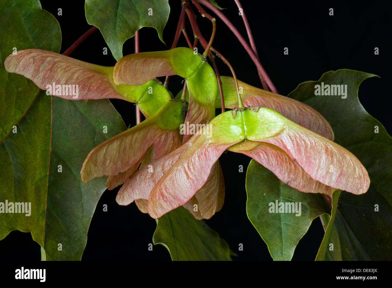 Seeds, helicopters or keys on and ornamental red leaved maple, Acer, Stock Photo