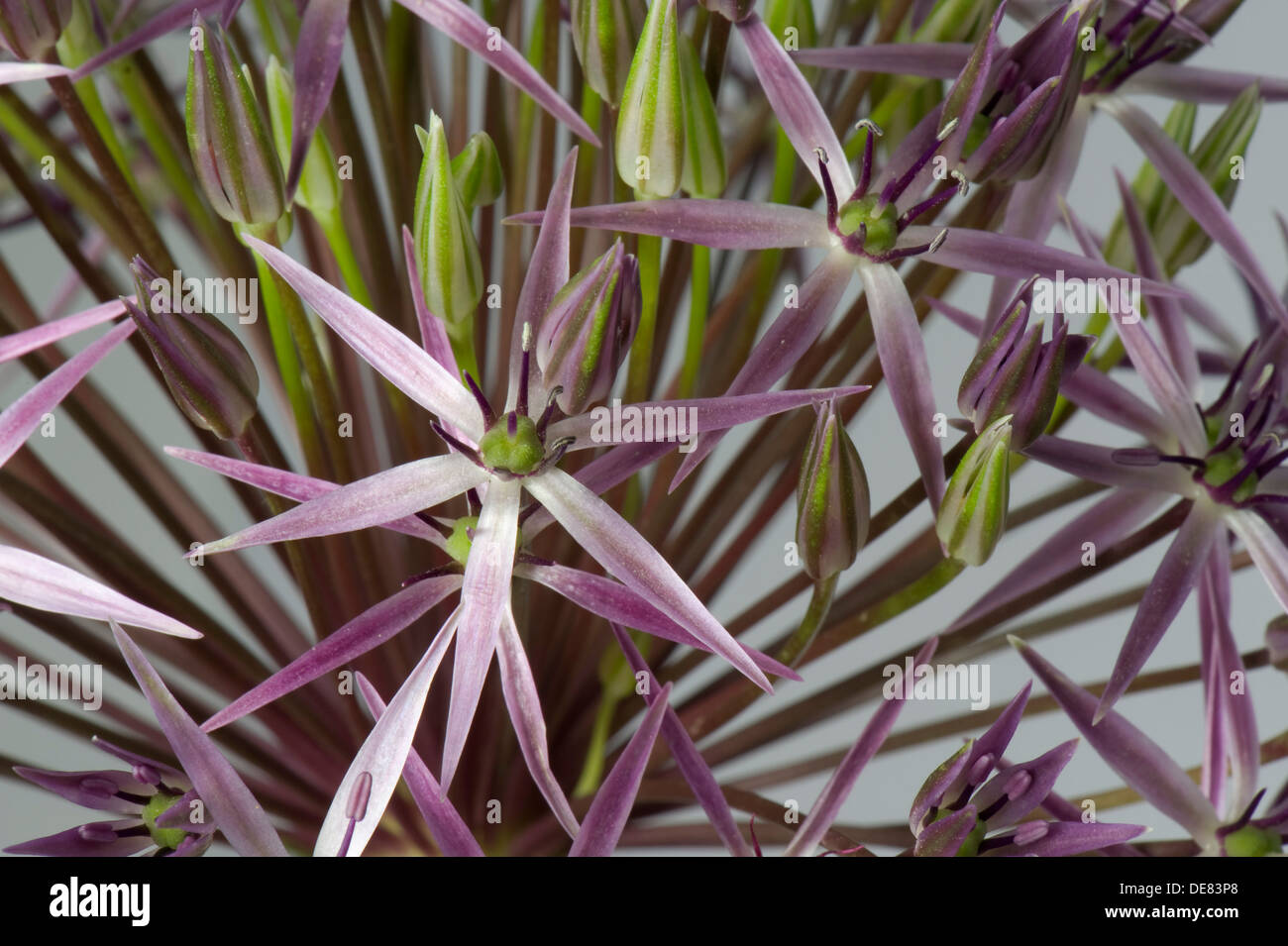 Star of Persia, Allium cristophii, florets Stock Photo