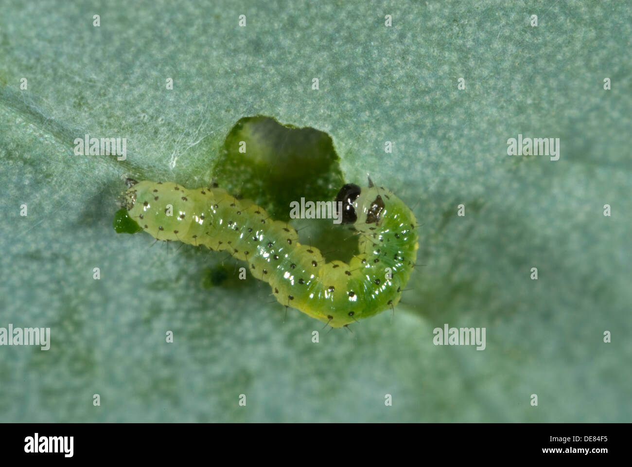 small white butterfly, Pieris rapae, neonate caterpillar feeding on a cabbage leaf Stock Photo