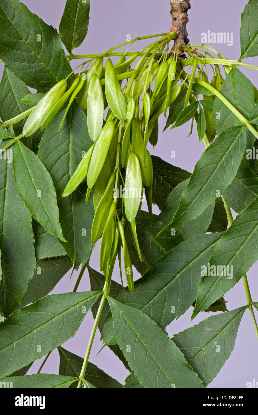 Seeds or fruit of an ash tree, Fraxinus excelsior, known as keys Stock Photo