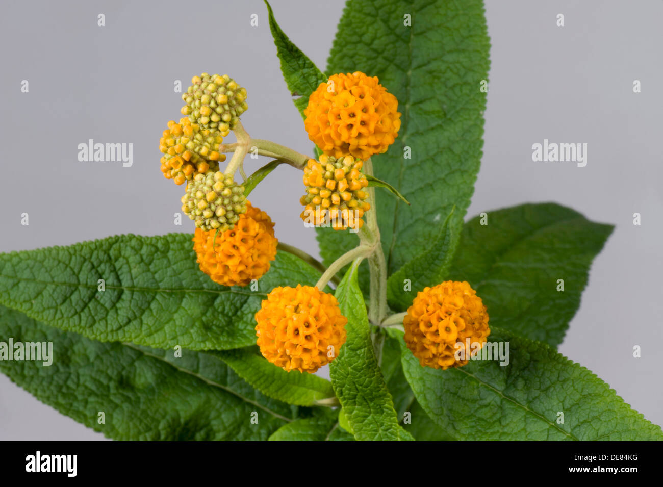 orange ball buddleja, Buddleja glabosa, large flowering shrub Stock Photo