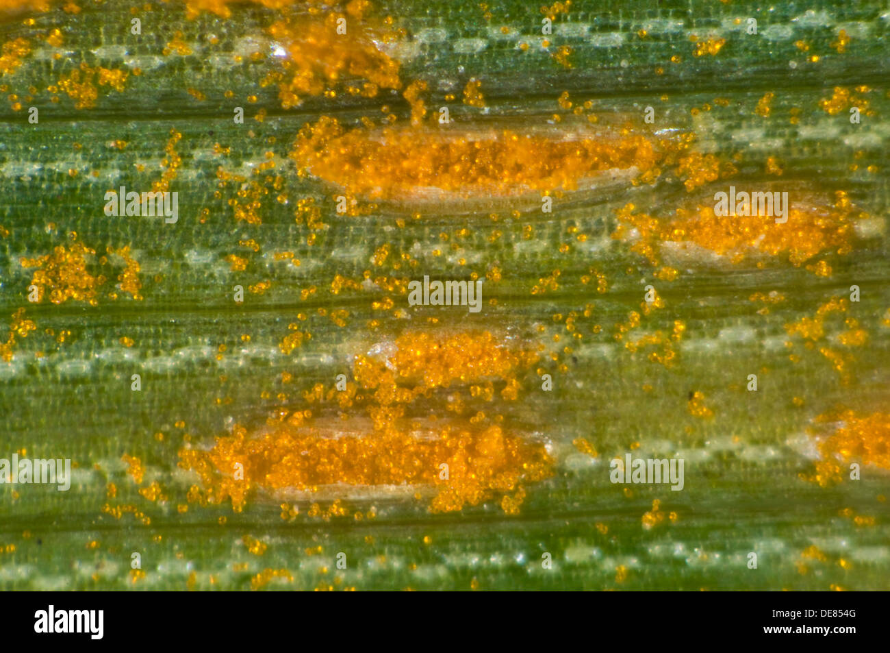A photomicrograph of oat crown rust, Puccinia coronata, pustules on an oats leaf Stock Photo